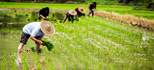 ʳ������